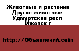 Животные и растения Другие животные. Удмуртская респ.,Ижевск г.